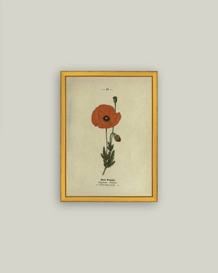 Red Poppy Framed Antique Art