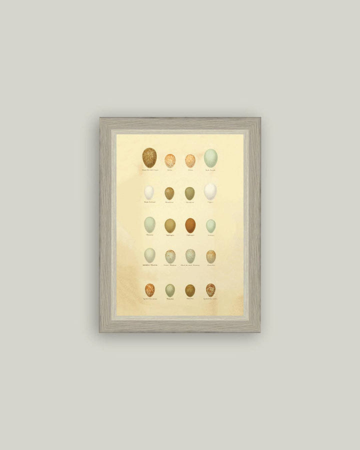 Color of Eggs Framed Antique Art, 3 Sizes