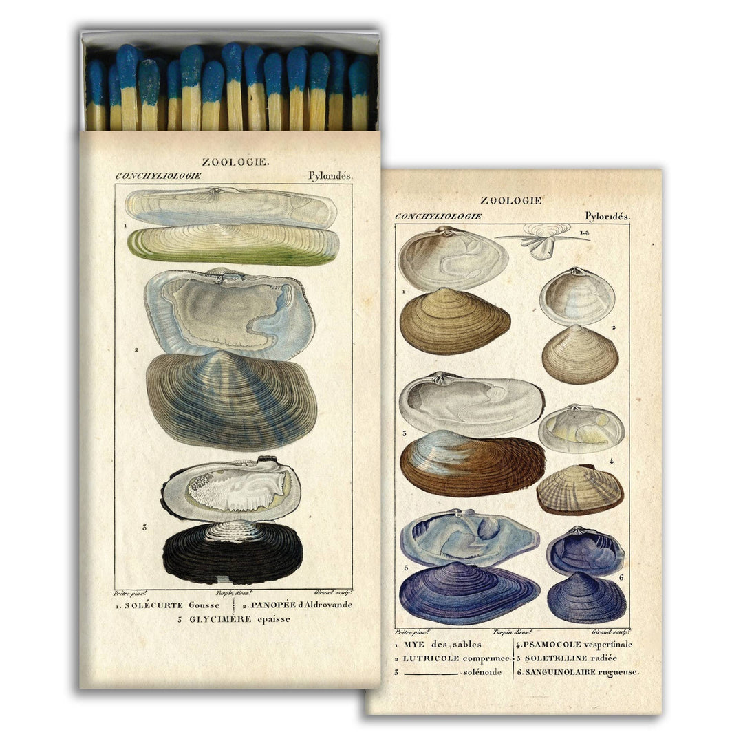 Seashell Specimens Matches