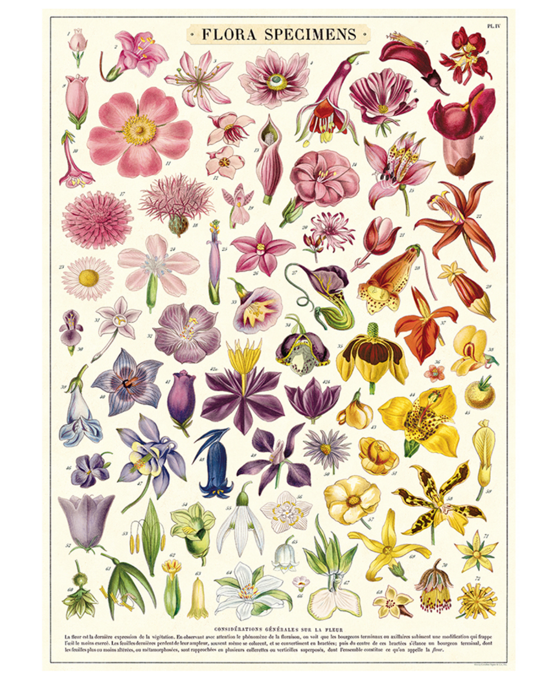 Flora Specimens 1,000 Piece Puzzle