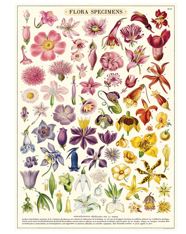 Flora Specimens 1,000 Piece Puzzle