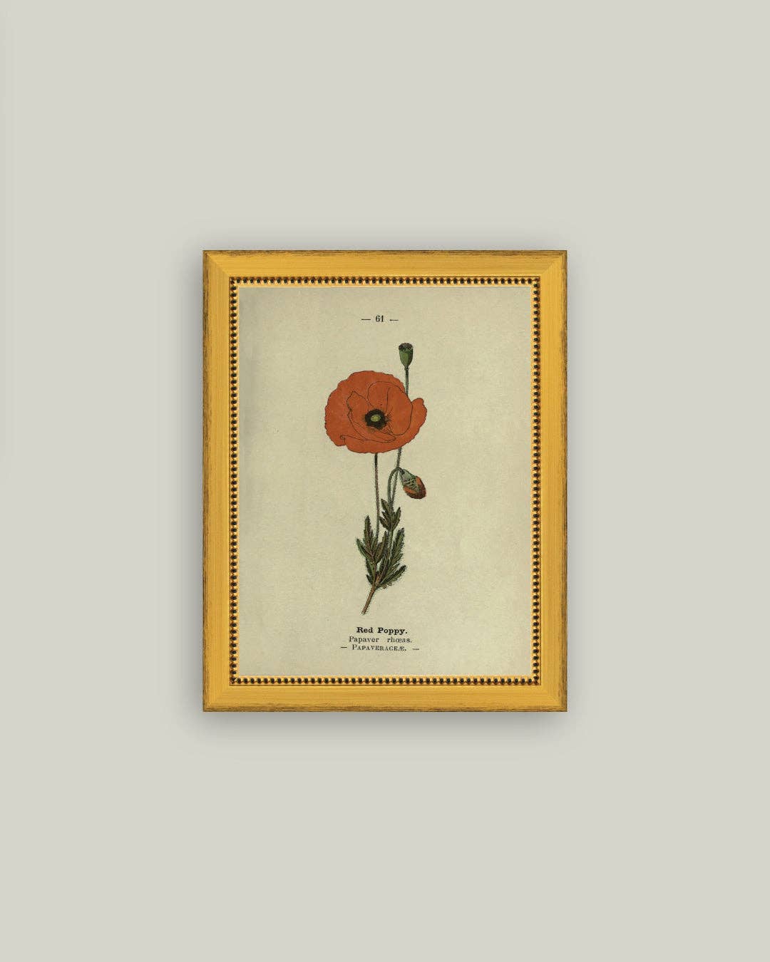 Red Poppy Framed Antique Art