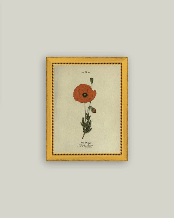 Red Poppy Framed Antique Art