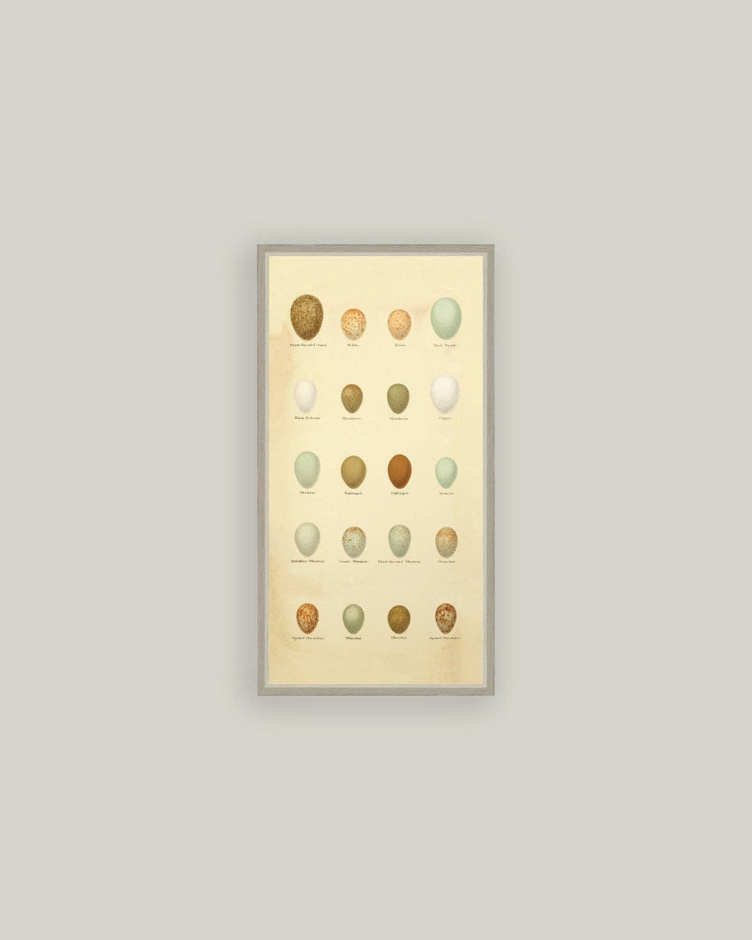 Color of Eggs Framed Antique Art, 3 Sizes
