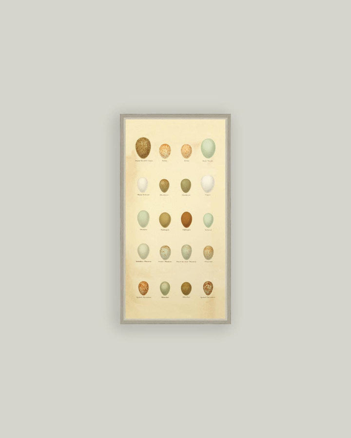 Color of Eggs Framed Antique Art, 3 Sizes