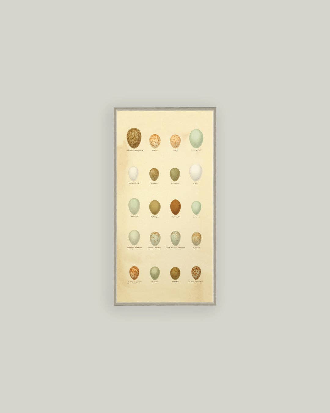 Color of Eggs Framed Antique Art, 3 Sizes