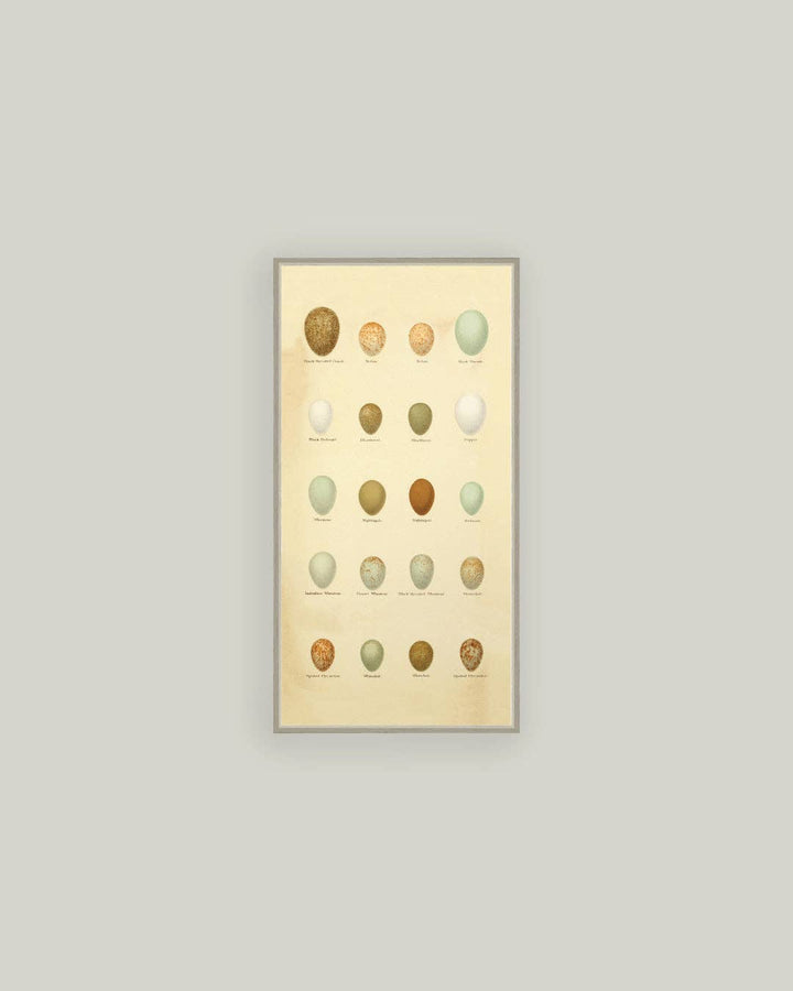 Color of Eggs Framed Antique Art, 3 Sizes