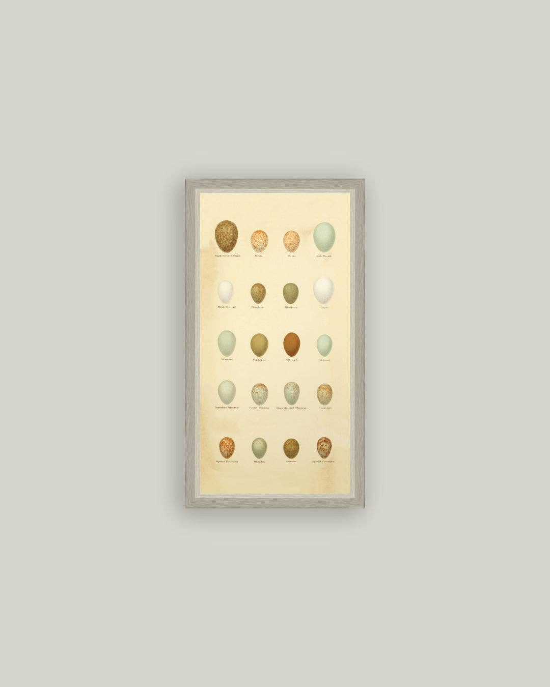 Color of Eggs Framed Antique Art, 3 Sizes