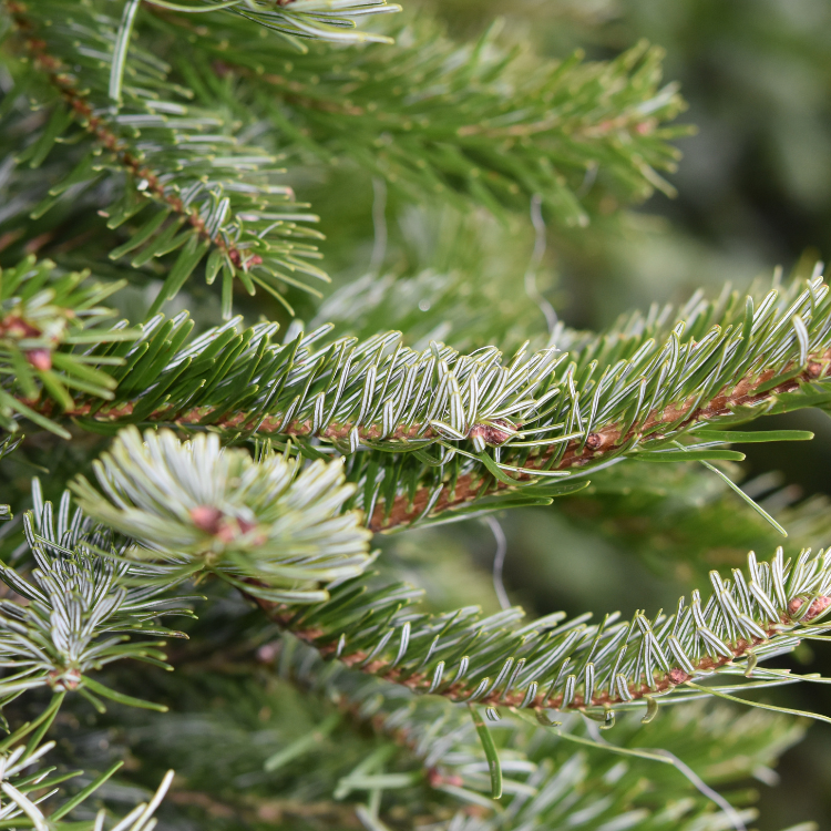 Fraser Fir &amp; Norway Spruce Luxury Candle, Made in Michigan