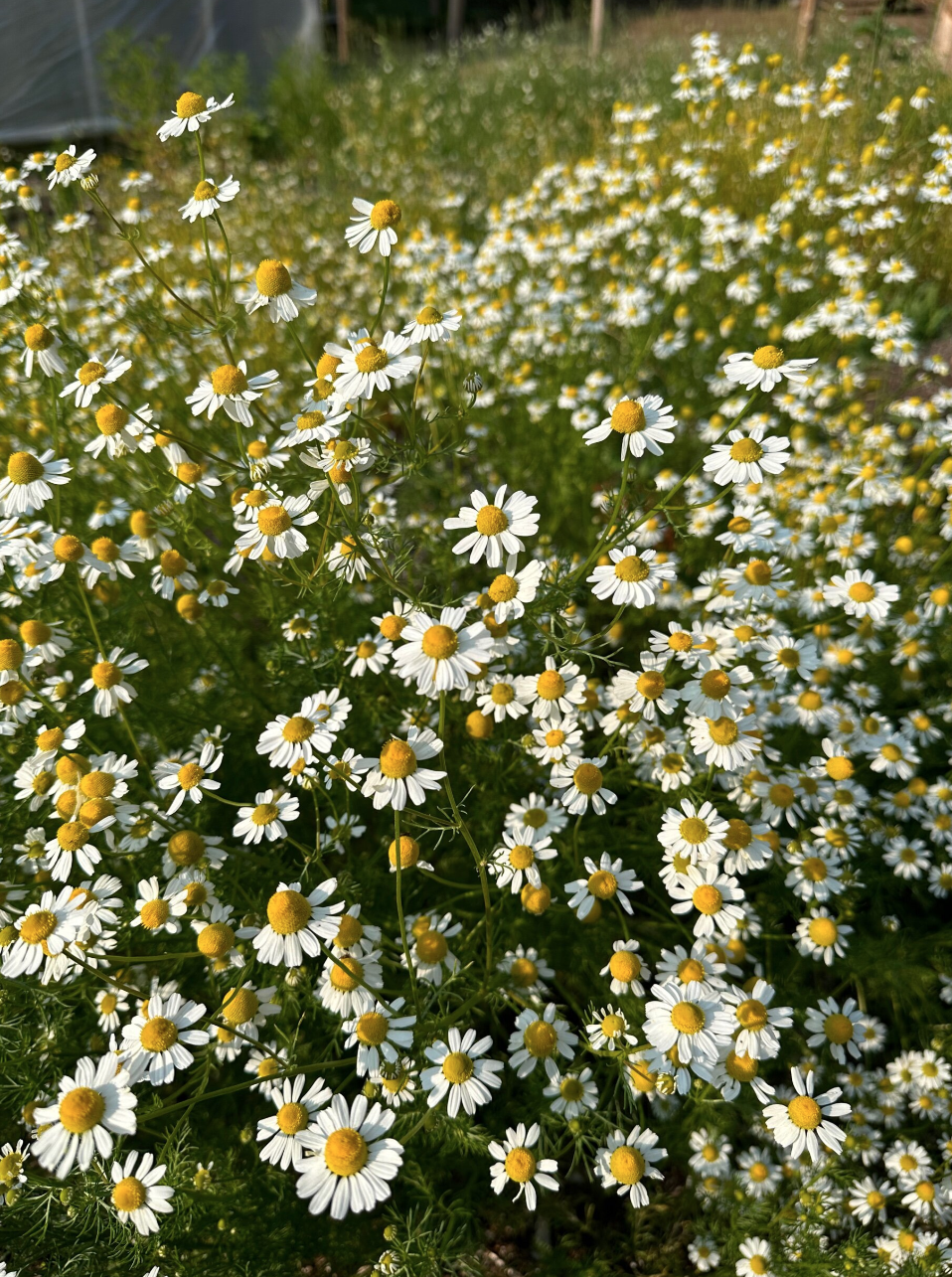 Celestial Chamomile Serum | Circles and Cycles in Northport, MI