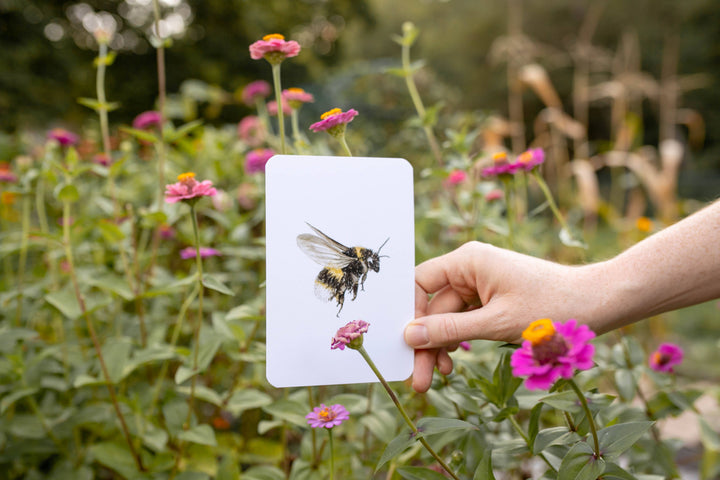 Garden Alphabet Cards, ABC Learning Flash Cards | Feed & Dwell