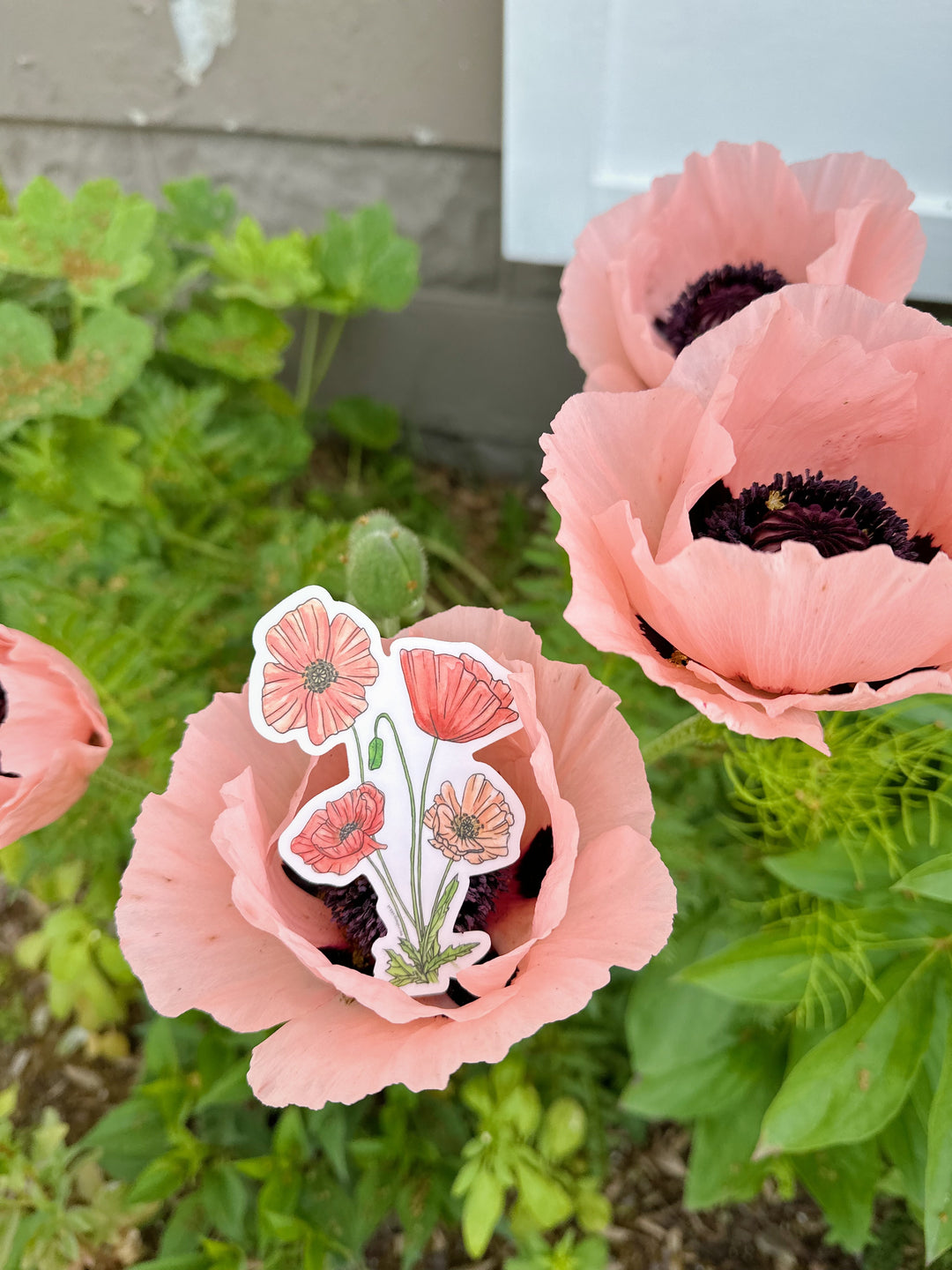 Pretty Poppy Sticker
